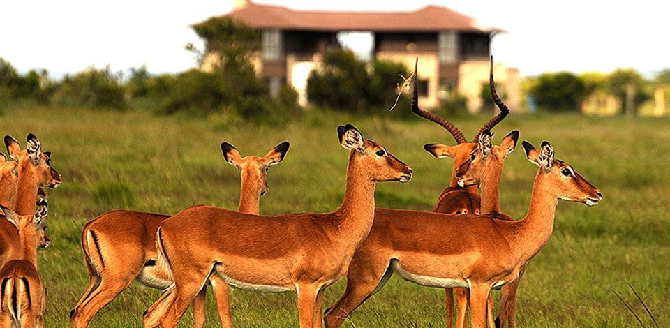 Ol Pejeta Holiday Villas Nanyuki Bagian luar foto