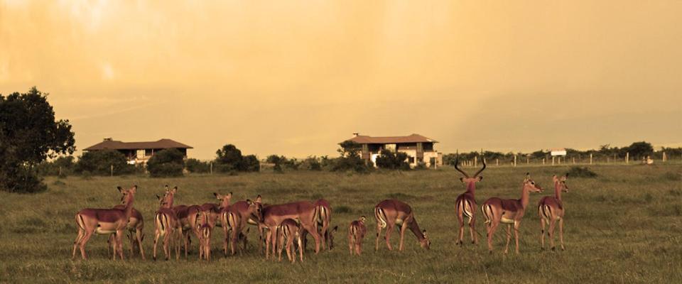 Ol Pejeta Holiday Villas Nanyuki Bagian luar foto