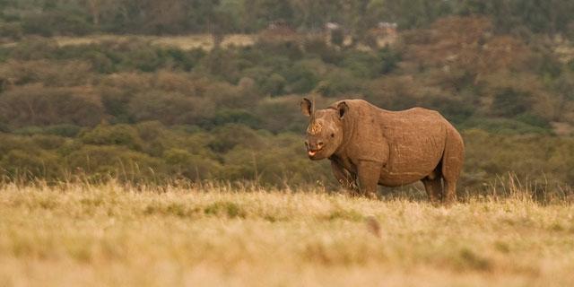 Ol Pejeta Holiday Villas Nanyuki Bagian luar foto